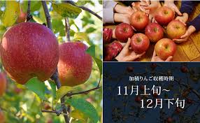 加積りんごについて｜商品情報 完熟林檎のサイダー｜合同会社 ...