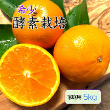楽天市場】瀬戸田 みかん（フルーツ・果物｜食品）の通販