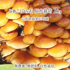 楽天市場】原木なめこ 2kg(ひらき) 山形県真室川町産 無農薬 無 ...