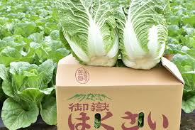 JA木曽 信州木曽御嶽はくさい 約15kg(6玉): 全農長野 僕らは ...