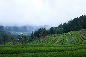 美濃白川茶茶園｜観光スポット｜岐阜県観光公式サイト 「岐阜の ...