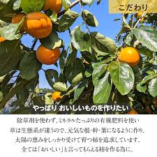 柿 甘柿 【鈴木農園】 八郷の柿 富有柿等 品種色々 7kg L 32個 ...