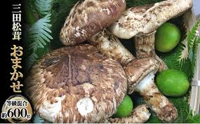 三田 松茸 おまかせ（等級混合約600g）【 まつたけ 秋の味覚 ...