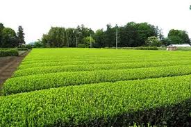 東京狭山茶とは – 東京の茶工房 西村園