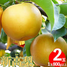 楽天市場】【ふるさと納税】新高梨 2玉 1玉約800g以上 （計約 ...