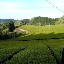 大和茶・和紅茶 山添村｜奈良県町村会（公式観光情報サイト）