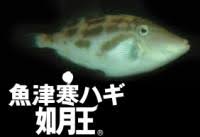 魚津寒ハギ（ウマヅラハギ）｜魚津市