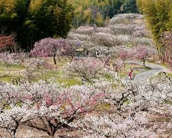 青谷梅林｜観光スポット｜お茶の京都｜京都府南部（山城地域）の ...
