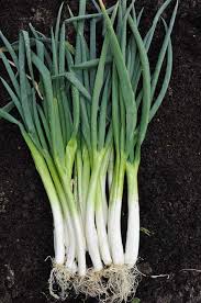 越津ねぎ | あいちの伝統野菜