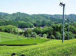 朝宮茶 | 滋賀県観光情報［公式観光サイト］滋賀・びわ湖の ...