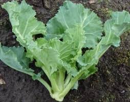 安中市そだちの新しい野菜たち - 群馬県ホームページ(西部農業 ...
