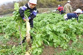 tomikusasho daikon shukaku.jpg