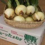 フルたま（フルーツ玉ねぎ）12／2頃より発送: JA熊本うきっ ...