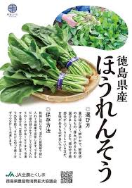 ほうれんそう | 園芸 | JA全農とくしま