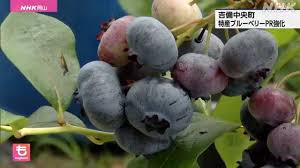 吉備中央町 ブルーベリーの収穫最盛期 観光協会がPR｜NHK 岡山 ...
