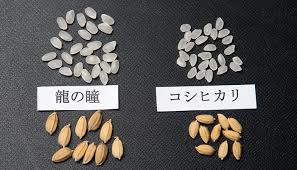 龍の瞳について | 株式会社龍の瞳