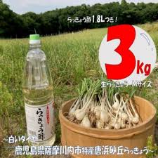 先行受付】唐浜砂丘らっきょう(生)Mサイズ 3kg + らっきょう酢 ...