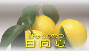 日向夏(ひゅうがなつ)
