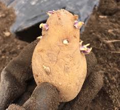 伝統野菜「平谷いも」いってらっしゃい！！ | 長野県平谷村 ...