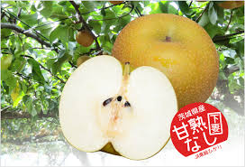 茨城県「下妻甘熟梨」 | フードアルチザンのおすすめ | フード ...