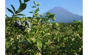 25年発送先行予約＞鳴沢村産生ブルーベリー400g×2パック ...