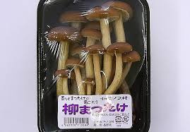柳まつたけ（100g） | 特有の香りを持つ風味の良いキノコです ...