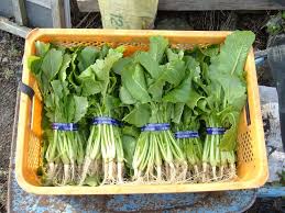 都留市の特産品「水かけ菜」（NHKで取材・紹介をされました ...