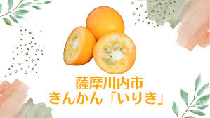 旬の味】きんかん「いりき」 – こころ | 薩摩川内観光物産ガイド