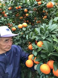 贈答用高級かんきつ／「すずっこ」出荷始まる | JA宮崎中央会