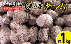 金武町特産「笑う芋」田芋（ターンム） - 沖縄県金武町 ...