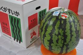 やまぐちブランド】「福賀(ふくが)すいか」 約9kg(秀4L): 正直 ...