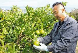 食卓ものがたり＞酸味を強みに町おこし ダイダイ（静岡県熱海市 ...
