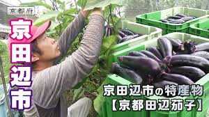 京都田辺茄子 3年目の就農者の挑戦｜京田辺市｜【ふるさとDays ...