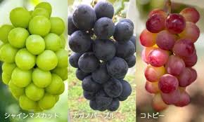 信州塩尻産 ぶどうの産地直送・お取り寄せ - 北原園
