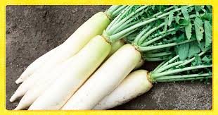 東京野菜の秘密練馬大根編 | 一般財団法人 日本educe食育総合研究所