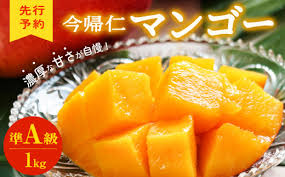 今帰仁マンゴー 準A級1kg【生産者応援】【2025年6月中旬～7月頃 ...