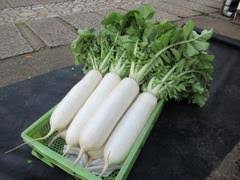 せたがやの地場野菜「大蔵大根」 | 世田谷区公式ホームページ