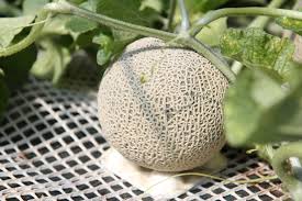 芦別メロン｜芦別市観光総合ガイド「星の降る里あしべつ」