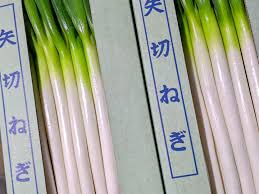 千葉県松戸市の特産品【矢切ねぎ】約3.5kg (およそ13本前後 根 ...