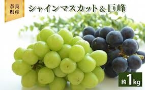 W03 シャインマスカット & 巨峰 約1.0kg 2房 | ※8月下旬より発送 ...