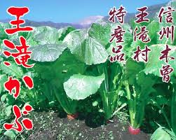 期間限定！！王滝村の冬の特産品 王滝かぶ | 王滝村
