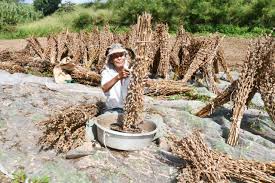 喜界島の白ゴマ収穫ピーク 豊作も台風の影響懸念 | 全国郷土紙連合