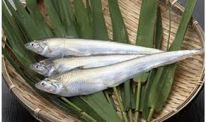 第13回 城島エツ祭 6月26日開催！貴重な希少な魚 エツが食べ ...