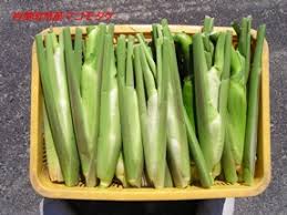 マコモタケ｜岩美町公式サイト