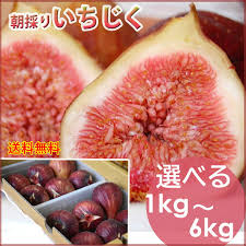 楽天市場】大阪河南産朝採りいちじく農家直売 厳選 選べる1kg ...