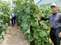 国分寺市で馬込半白キュウリを栽培する濱仲充さんを訪ねて話を ...