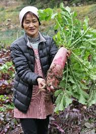 幻の女山大根に脚光 多久市西多久町 大ぶり、赤紫色の表皮、強い ...