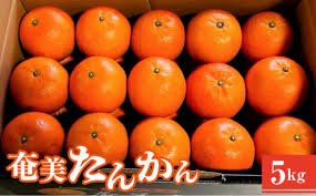 2024年発送 先行予約】奄美たんかん 【優品】 5kg 化粧箱 贈答用 ...