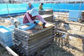茅野市の地場産業～天然角寒天～ - 茅野市ホームページ（商工課）