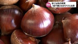 早くも秋の味覚 「高千穂ひのかげくり」の出荷始まる | MRT ...